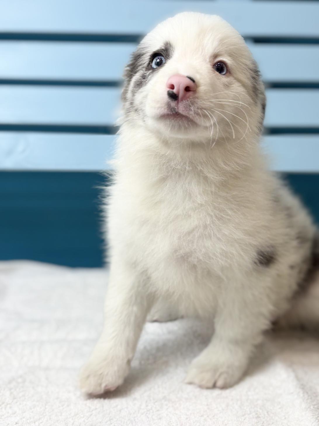 埼玉県のボーダーコリー (ペッツスマイル加須インター店/2025年11月22日生まれ/女の子/ブルーマール)の子犬の1枚目の画像