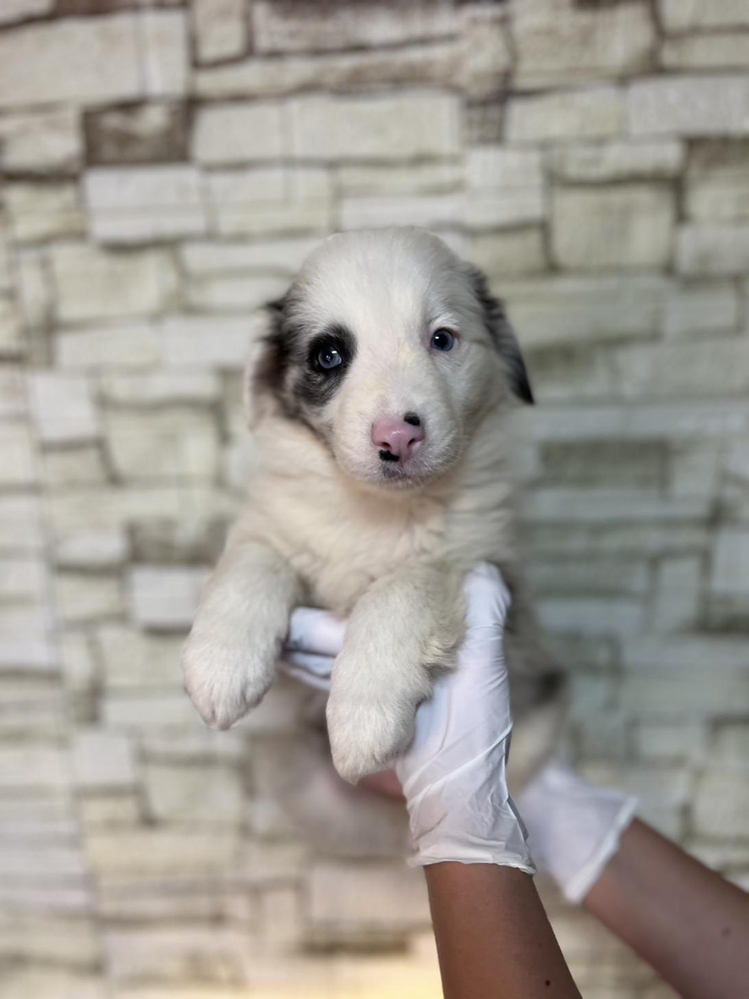 埼玉県のボーダーコリー (ペッツスマイル加須インター店/2025年11月22日生まれ/女の子/ブルーマール)の子犬の1枚目の画像