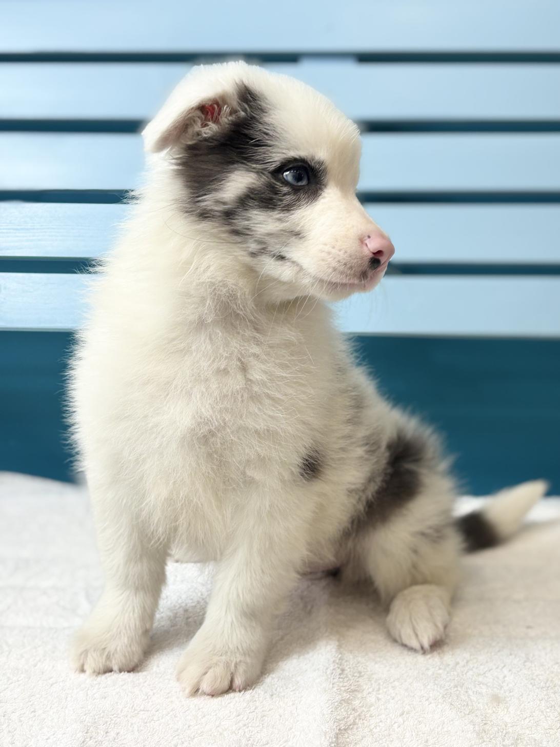 埼玉県のボーダーコリー (ペッツスマイル加須インター店/2025年11月22日生まれ/女の子/ブルーマール)の子犬の2枚目の画像