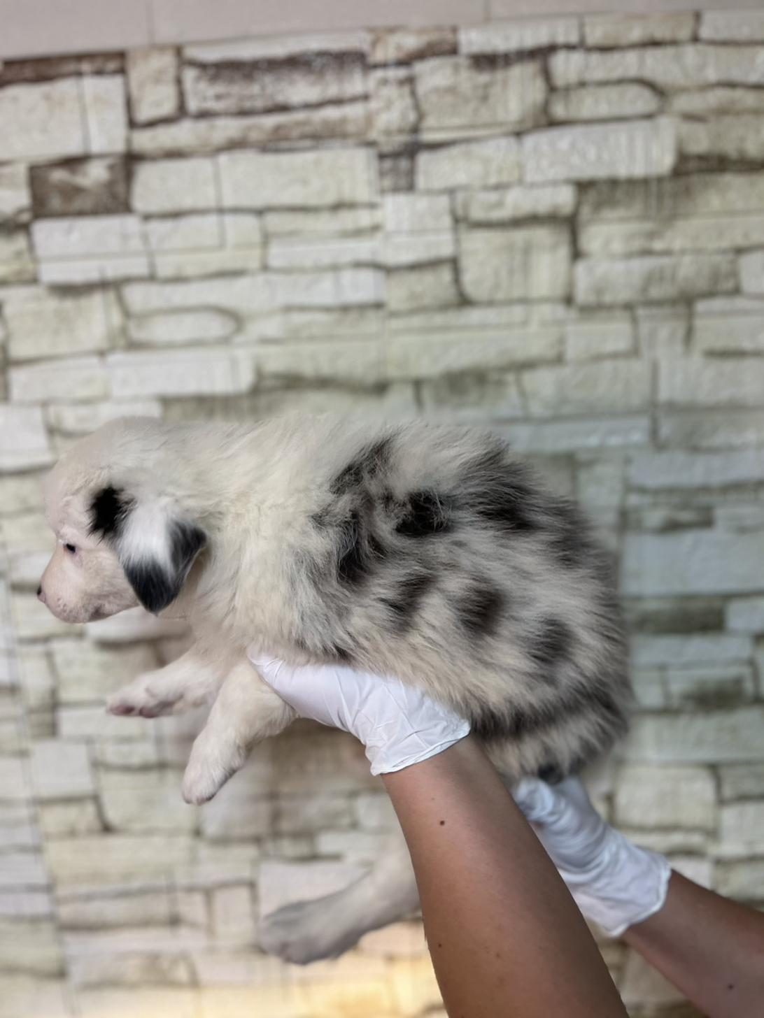 埼玉県のボーダーコリー (ペッツスマイル加須インター店/2025年11月22日生まれ/女の子/ブルーマール)の子犬の2枚目の画像