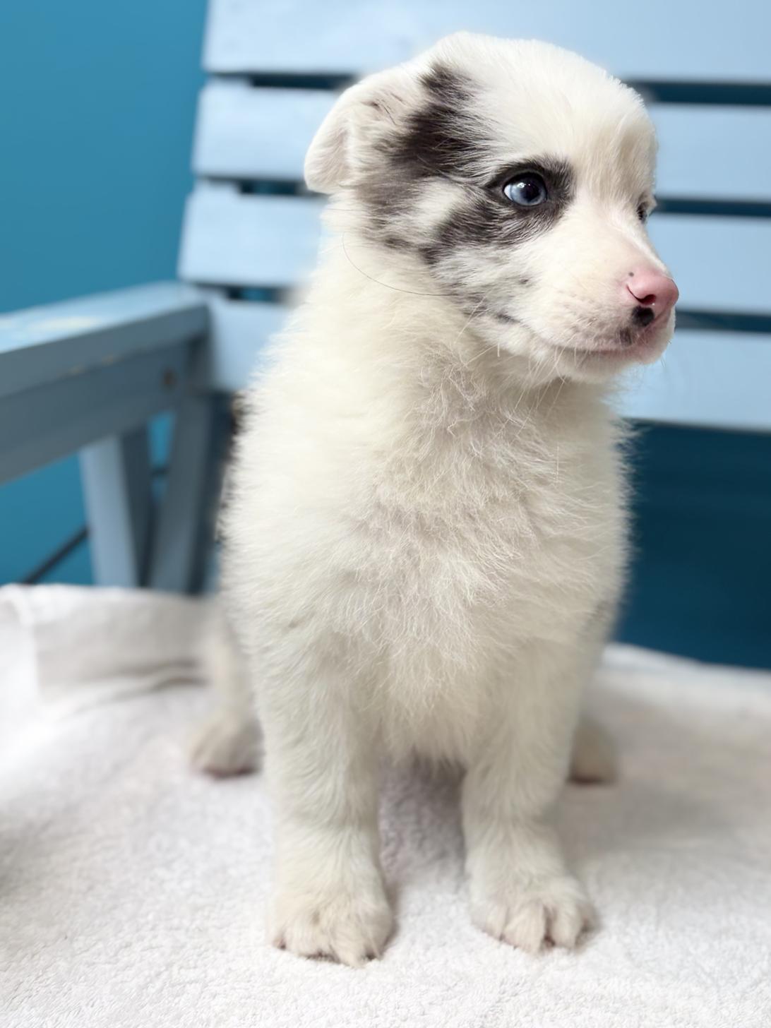 埼玉県のボーダーコリー (ペッツスマイル加須インター店/2025年11月22日生まれ/女の子/ブルーマール)の子犬の4枚目の画像