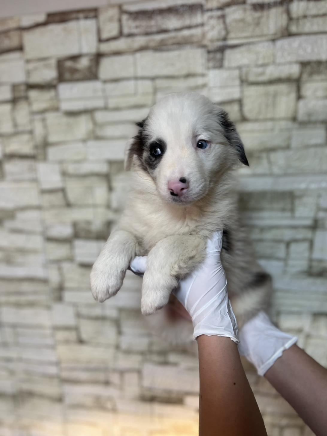 埼玉県のボーダーコリー (ペッツスマイル加須インター店/2025年11月22日生まれ/女の子/ブルーマール)の子犬の4枚目の画像