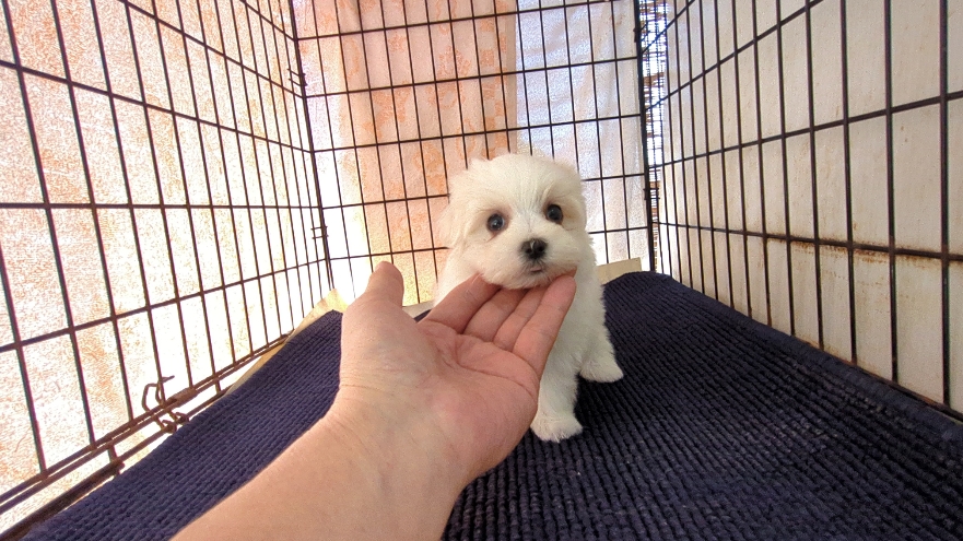 茨城県のマルチーズ (ペットショップスズキ/2025年11月8日生まれ/女の子/ホワイト)の子犬の1枚目の画像