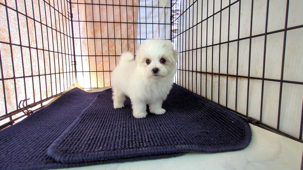 茨城県のマルチーズ (ペットショップスズキ/2025年11月8日生まれ/女の子/ホワイト)の子犬の2枚目の画像