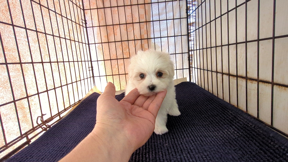 茨城県のマルチーズ (ペットショップスズキ/2025年11月8日生まれ/女の子/ホワイト)の子犬の3枚目の画像