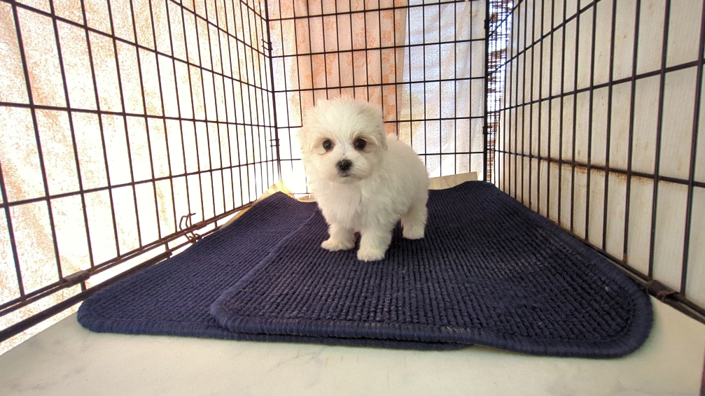 茨城県のマルチーズ (ペットショップスズキ/2025年11月8日生まれ/女の子/ホワイト)の子犬の4枚目の画像