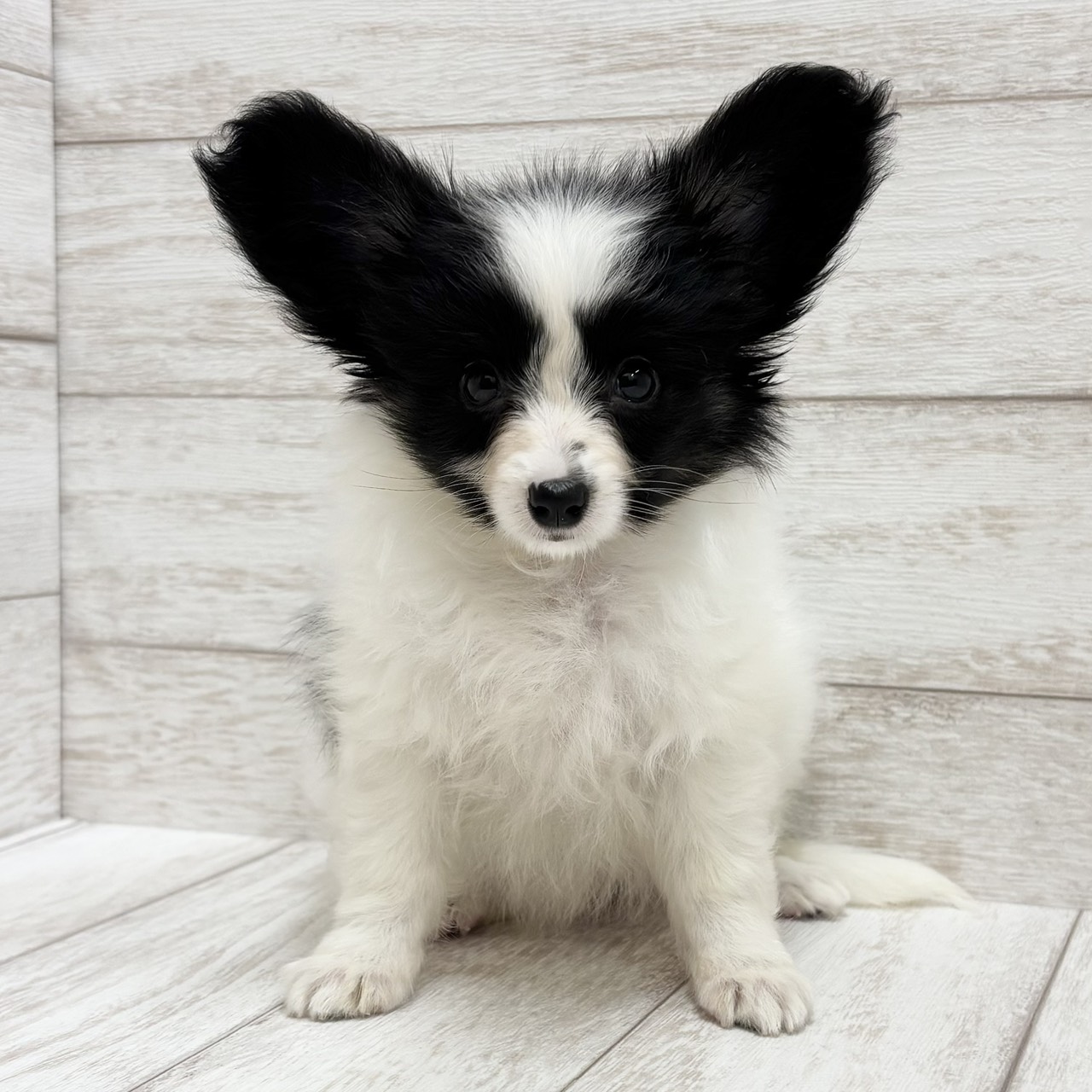 千葉県のパピヨン (ペピカファミリー松戸店/2026年5月28日生まれ/女の子/トライカラー)の子犬の4枚目の画像
