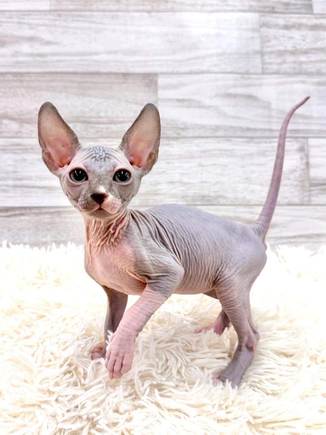 神奈川県のスフィンクス (ペッツコンシェル川崎小田栄店/2026年4月22日生まれ/男の子/ブルー)の子猫