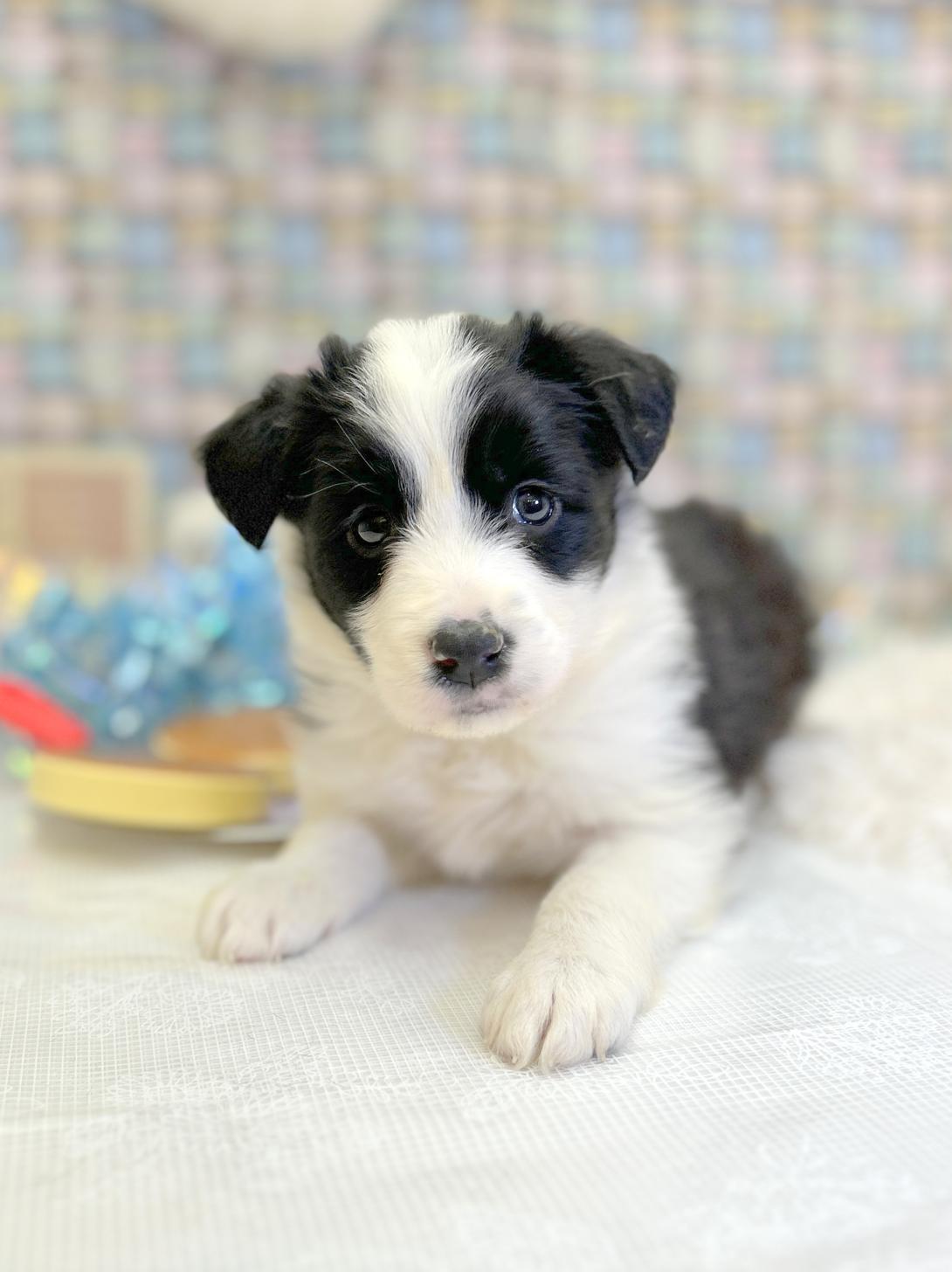 北海道のボーダーコリー (ラブワンコ平岸店/2026年1月10日生まれ/女の子/ブラックホワイト)の子犬