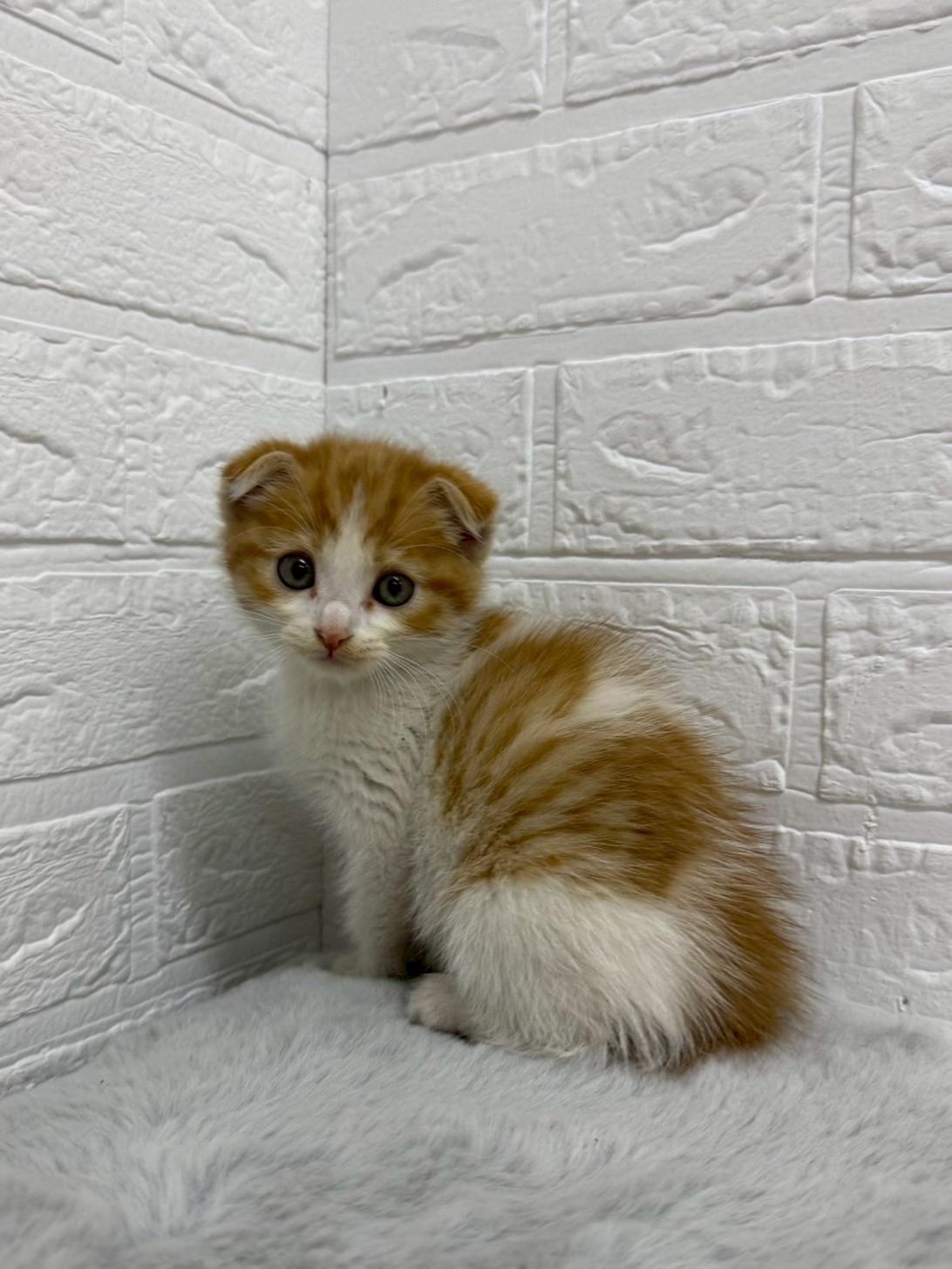 東京都のスコティッシュフォールド (ペットショップcoco東京港区店/2026年1月4日生まれ/男の子/レッド)の子猫