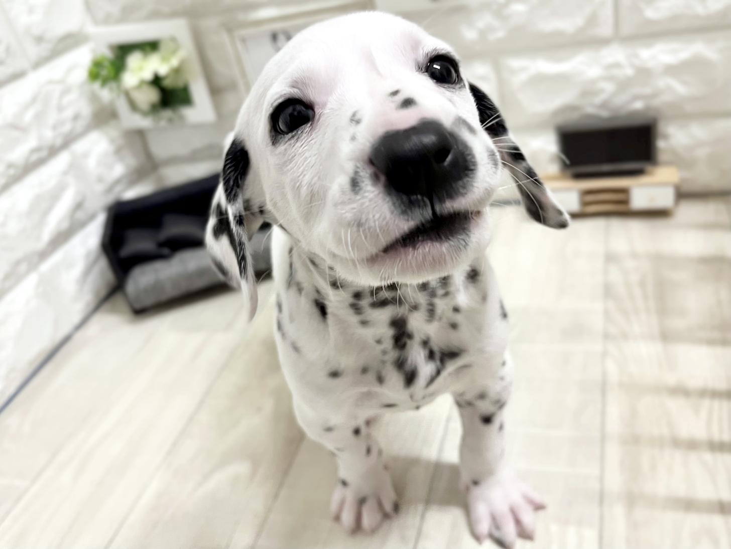大阪府のダルメシアン (DOGMAN平野瓜破店/2026年1月1日生まれ/男の子/ホワイトブラック)の子犬の1枚目の画像