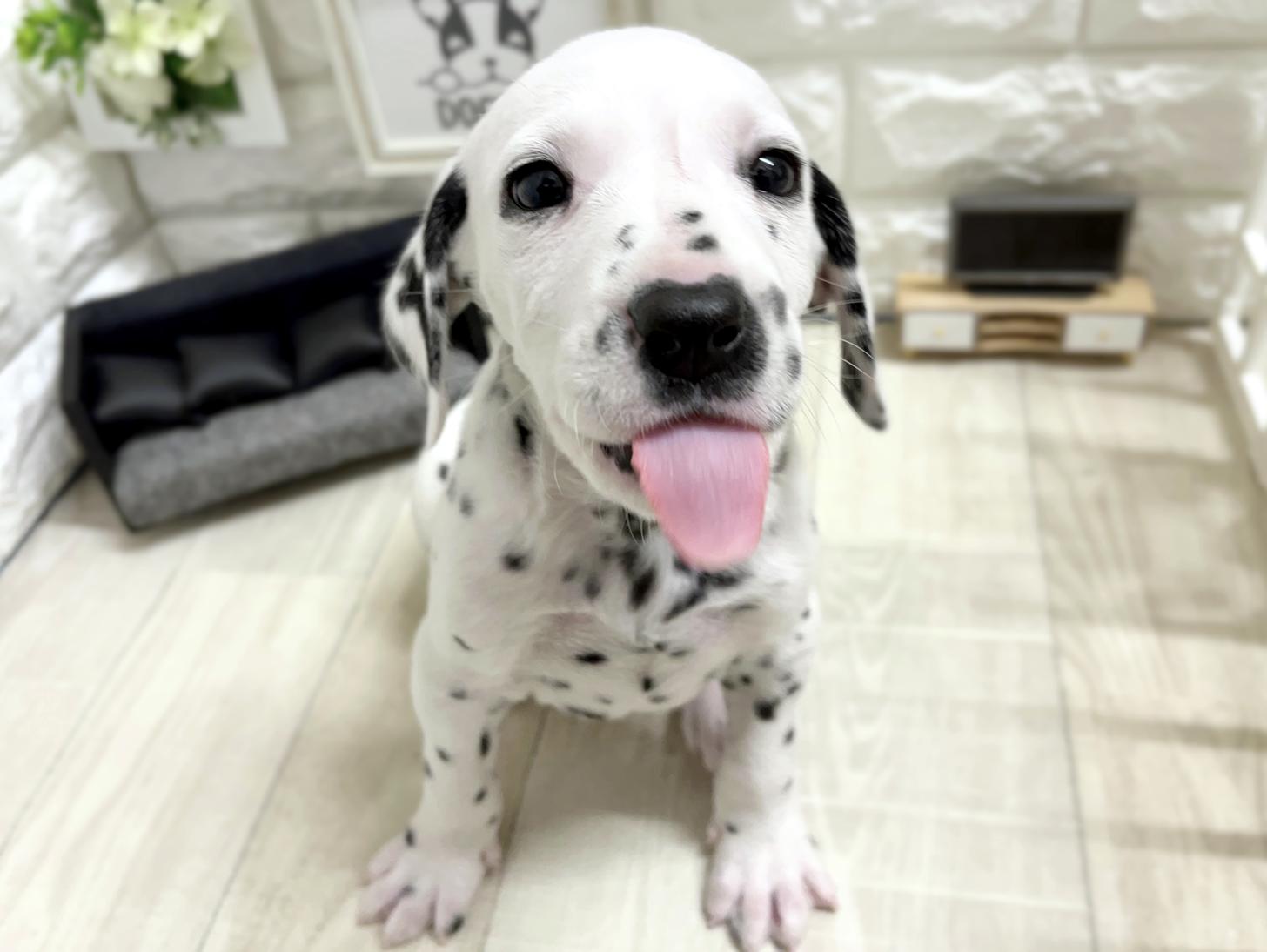 大阪府のダルメシアン (DOGMAN平野瓜破店/2026年1月1日生まれ/男の子/ホワイトブラック)の子犬の2枚目の画像