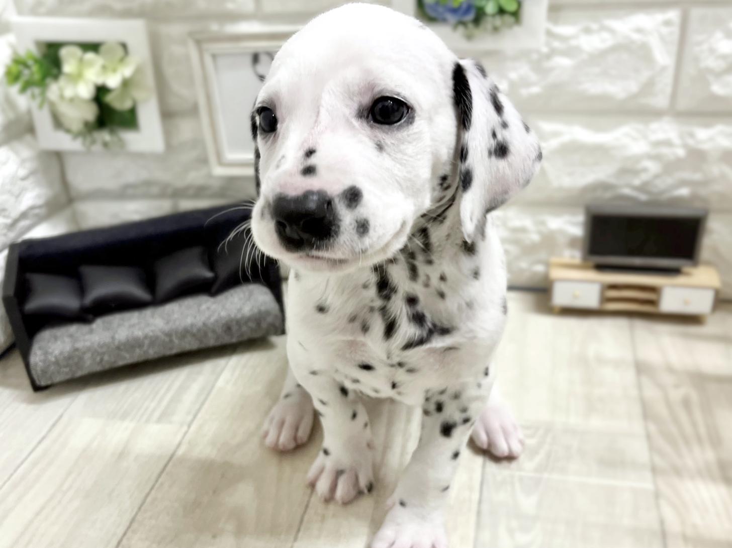 大阪府のダルメシアン (DOGMAN平野瓜破店/2026年1月1日生まれ/男の子/ホワイトブラック)の子犬の3枚目の画像