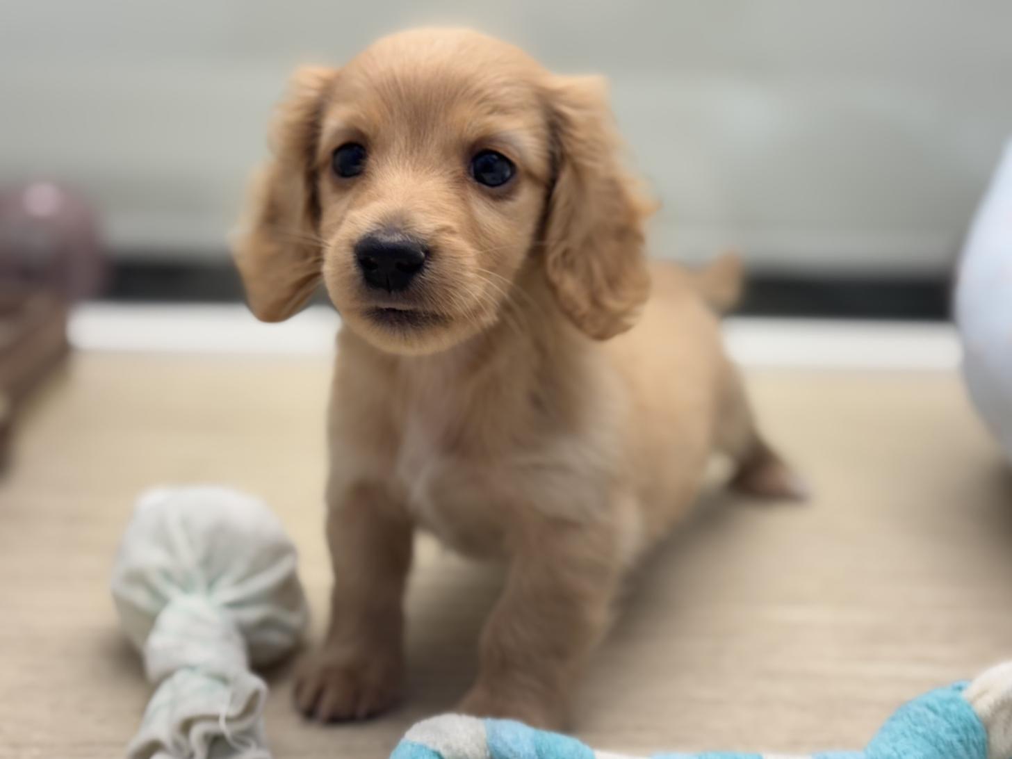 神奈川県のミニチュアダックスフンド(ロング) (Doggy Style 小田原店/2026年4月27日生まれ/男の子/ゴールド)の子犬の3枚目の画像