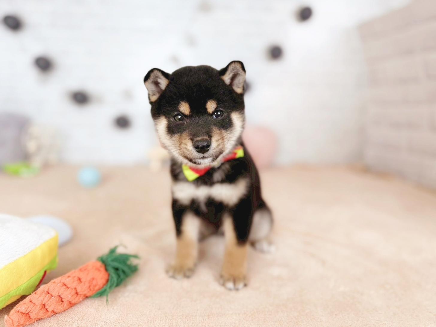 北海道の柴犬(標準サイズ) (ペットショップだんぼ/2025年9月14日生まれ/男の子/黒)の子犬の3枚目の画像