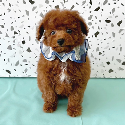 大阪府のトイプードル(タイニー) (ぱぴぷぺっと大阪店/2025年11月8日生まれ/男の子/レッド)の子犬の1枚目の画像