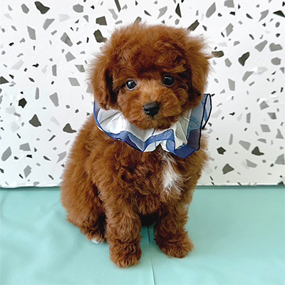 大阪府のトイプードル(タイニー) (ぱぴぷぺっと大阪店/2025年11月8日生まれ/男の子/レッド)の子犬の2枚目の画像