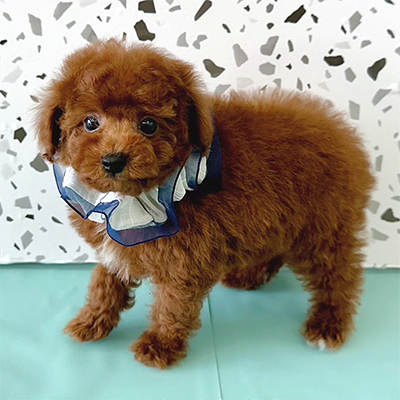 大阪府のトイプードル(タイニー) (ぱぴぷぺっと大阪店/2025年11月8日生まれ/男の子/レッド)の子犬の3枚目の画像