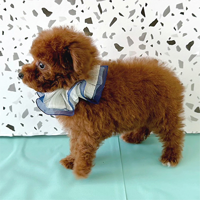 大阪府のトイプードル(タイニー) (ぱぴぷぺっと大阪店/2025年11月8日生まれ/男の子/レッド)の子犬の4枚目の画像