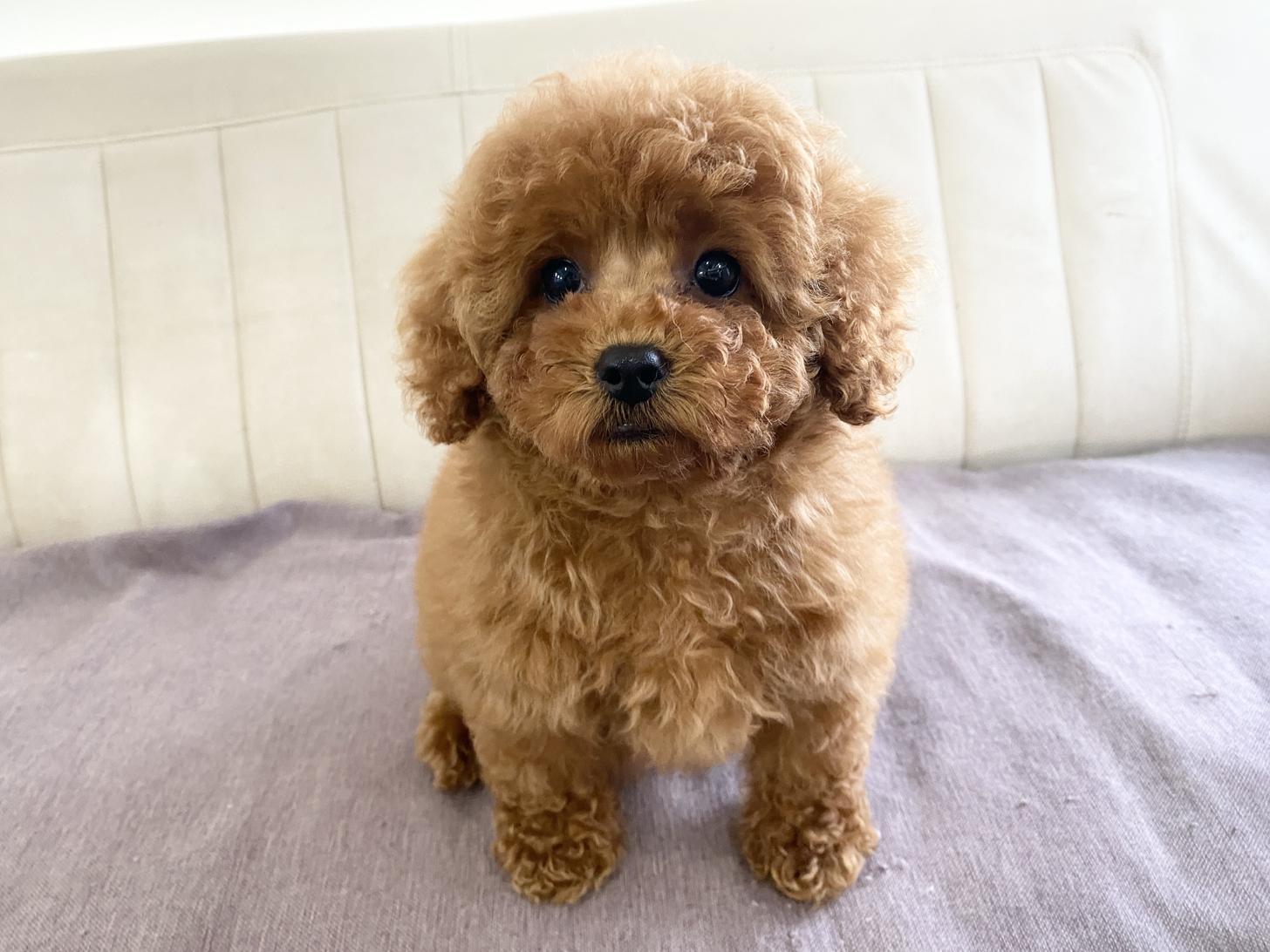 熊本県のトイプードル(トイ) (スタードッグス新熊本店/2025年3月19日生まれ/女の子/レッド)の子犬