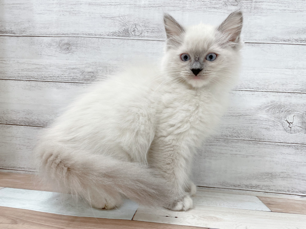 新潟県のラグドール (竹内ペット 新津本店/2025年10月11日生まれ/女の子/ブルーポイントミテッド)の子猫