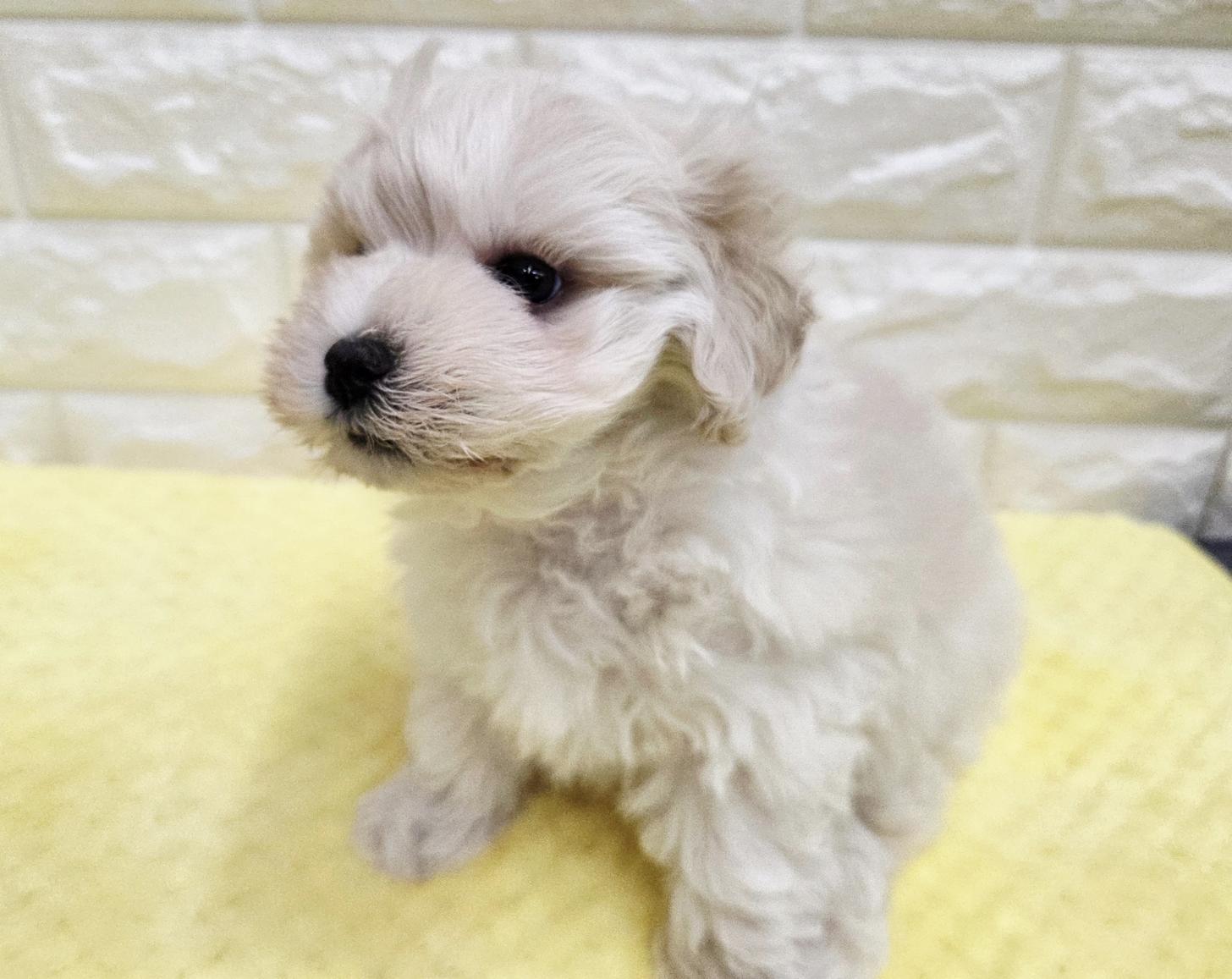 神奈川県のマルプー(マルチーズ×プードル) (ペッツコンシェル厚木下荻野店/2026年4月14日生まれ/男の子/クリーム)の子犬の2枚目の画像