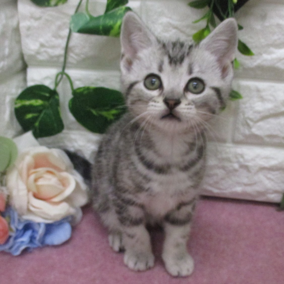 東京都のアメリカンショートヘアー (ペッツコンシェル府中四谷店/2026年2月22日生まれ/男の子/シルバータビー)の子猫の1枚目の画像