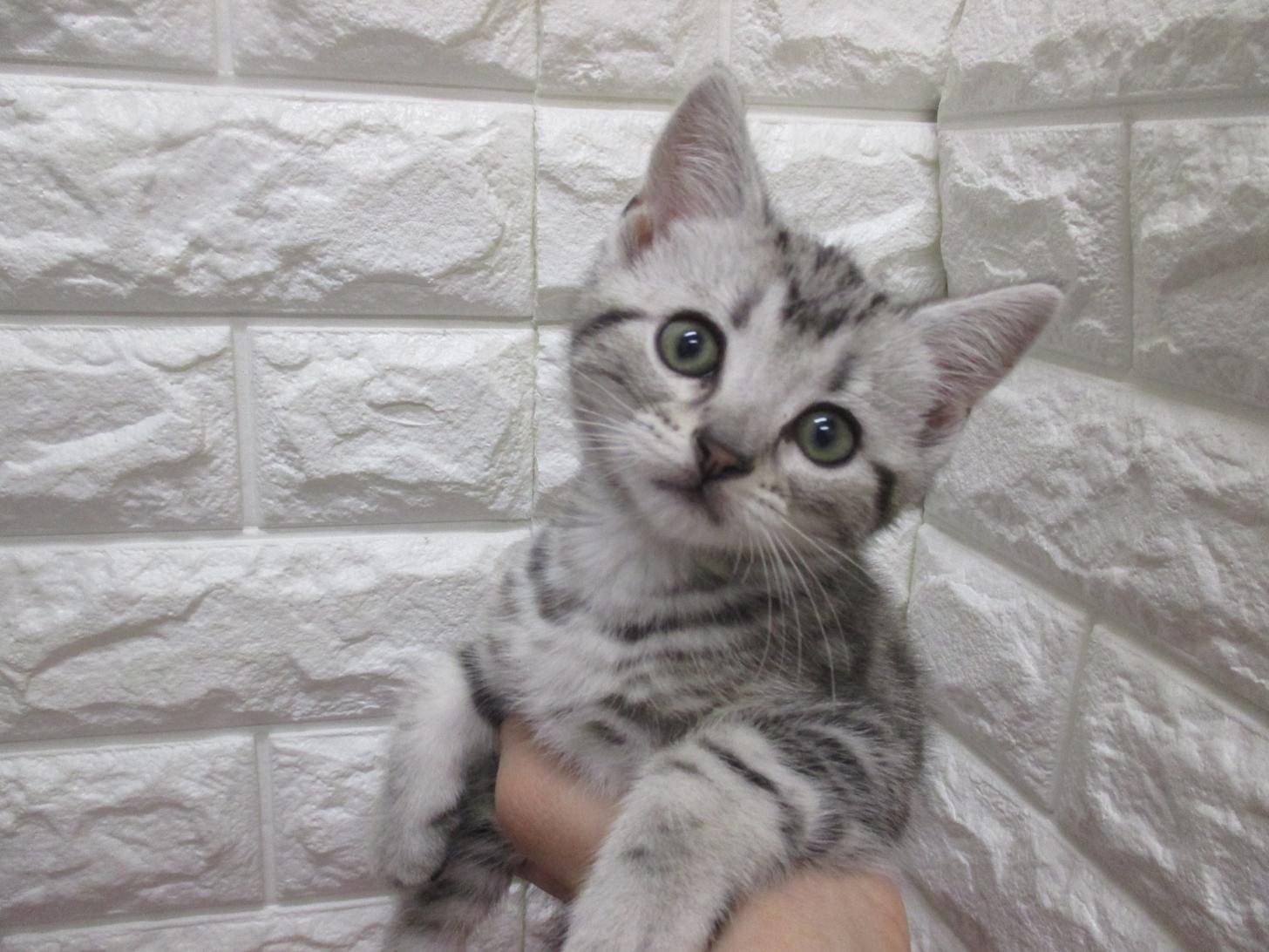 東京都のアメリカンショートヘアー (ペッツコンシェル府中四谷店/2026年2月22日生まれ/男の子/シルバータビー)の子猫の2枚目の画像