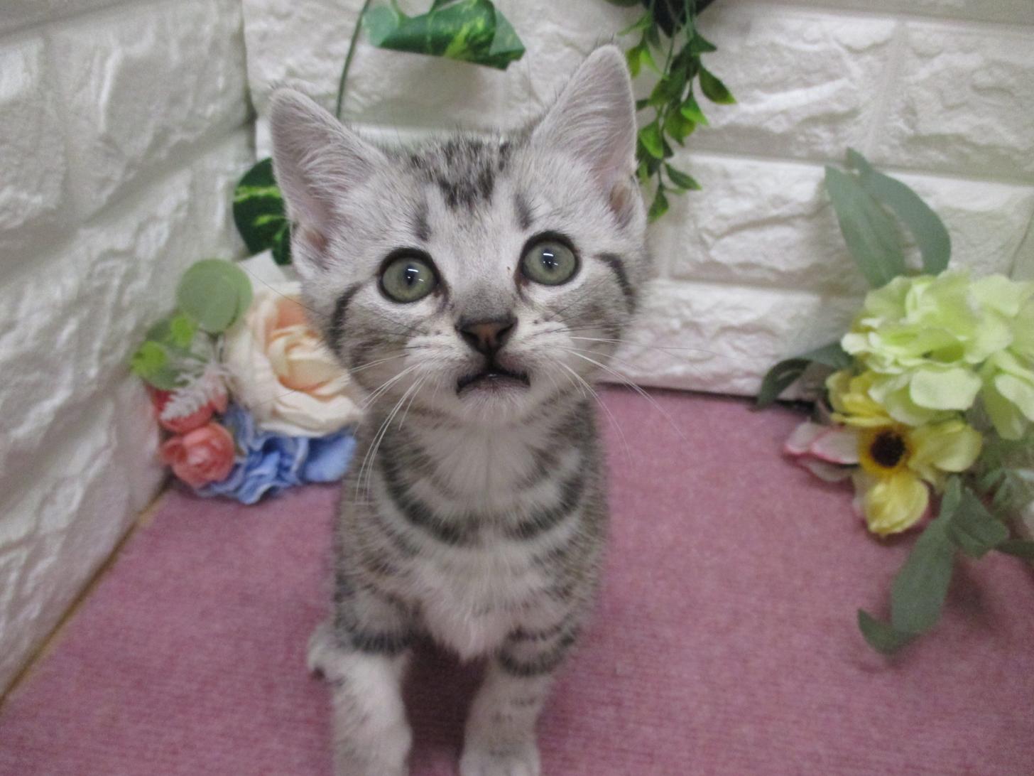 東京都のアメリカンショートヘアー (ペッツコンシェル府中四谷店/2026年2月22日生まれ/男の子/シルバータビー)の子猫の3枚目の画像