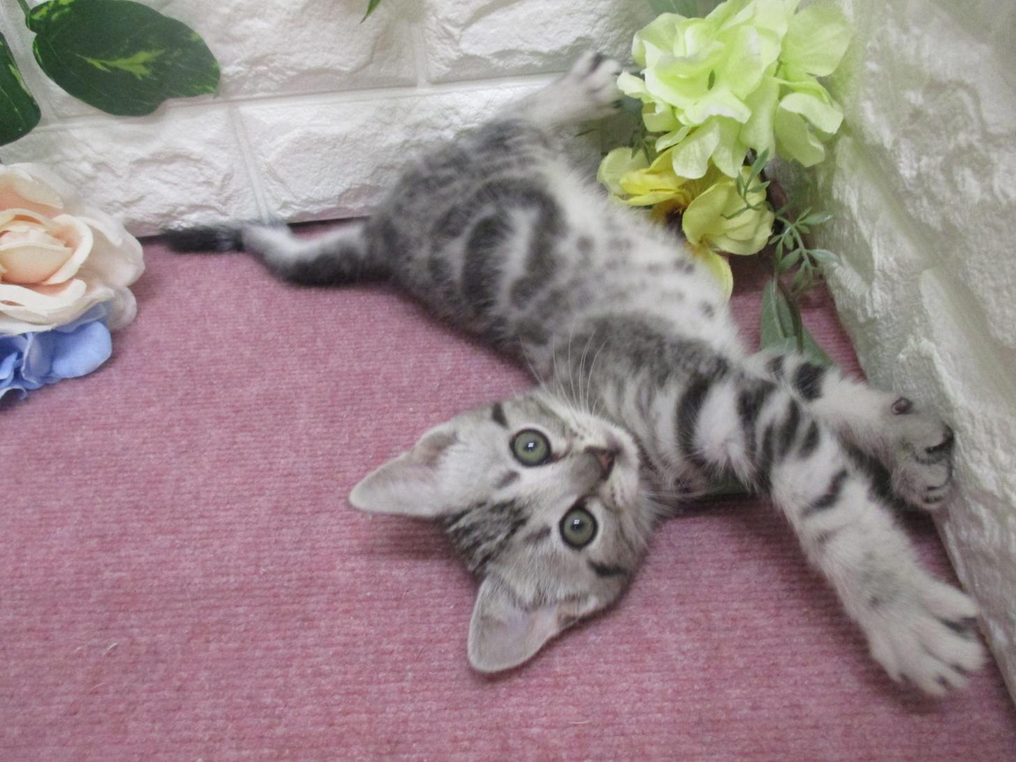 東京都のアメリカンショートヘアー (ペッツコンシェル府中四谷店/2026年2月22日生まれ/男の子/シルバータビー)の子猫の4枚目の画像