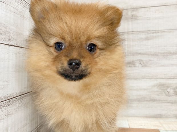 新潟県のポメラニアン (竹内ペット 新津本店/2026年5月6日生まれ/女の子/オレンジ)の子犬の1枚目の画像