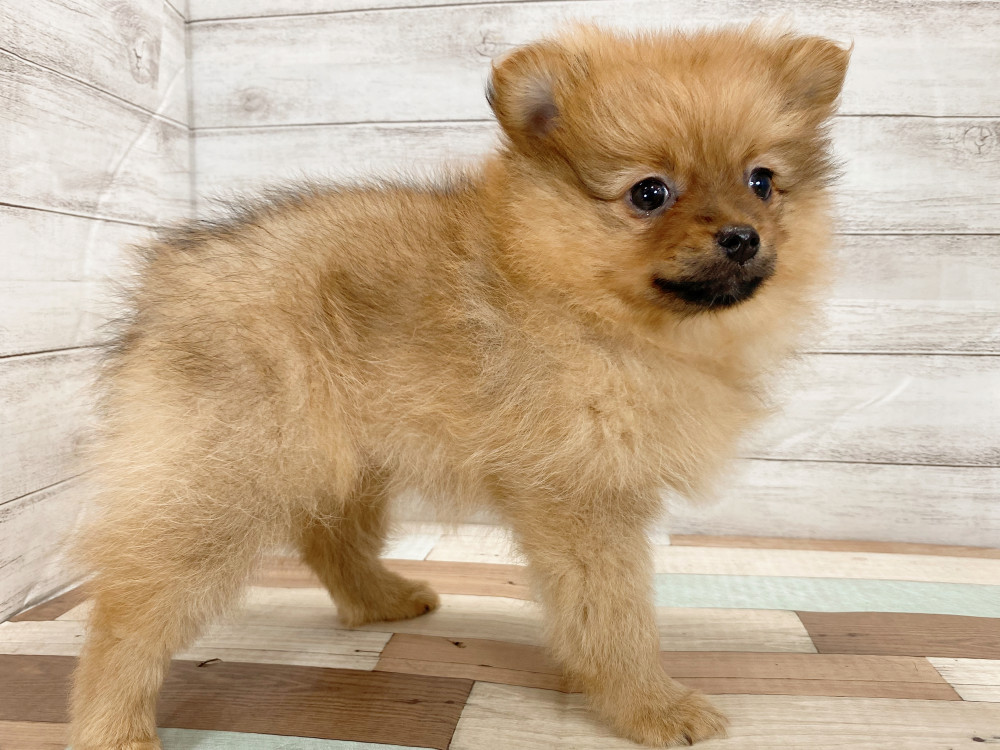 新潟県のポメラニアン (竹内ペット 新津本店/2026年5月6日生まれ/女の子/オレンジ)の子犬の4枚目の画像