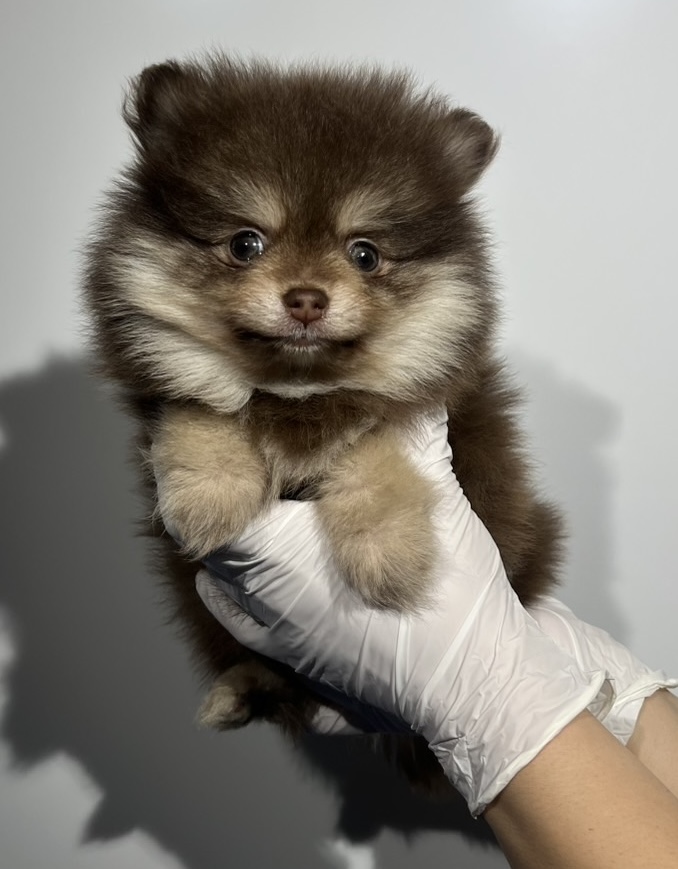 埼玉県のポメラニアン (ペッツスマイル南中野店/2025年11月2日生まれ/男の子/チョコレートタン)の子犬の1枚目の画像