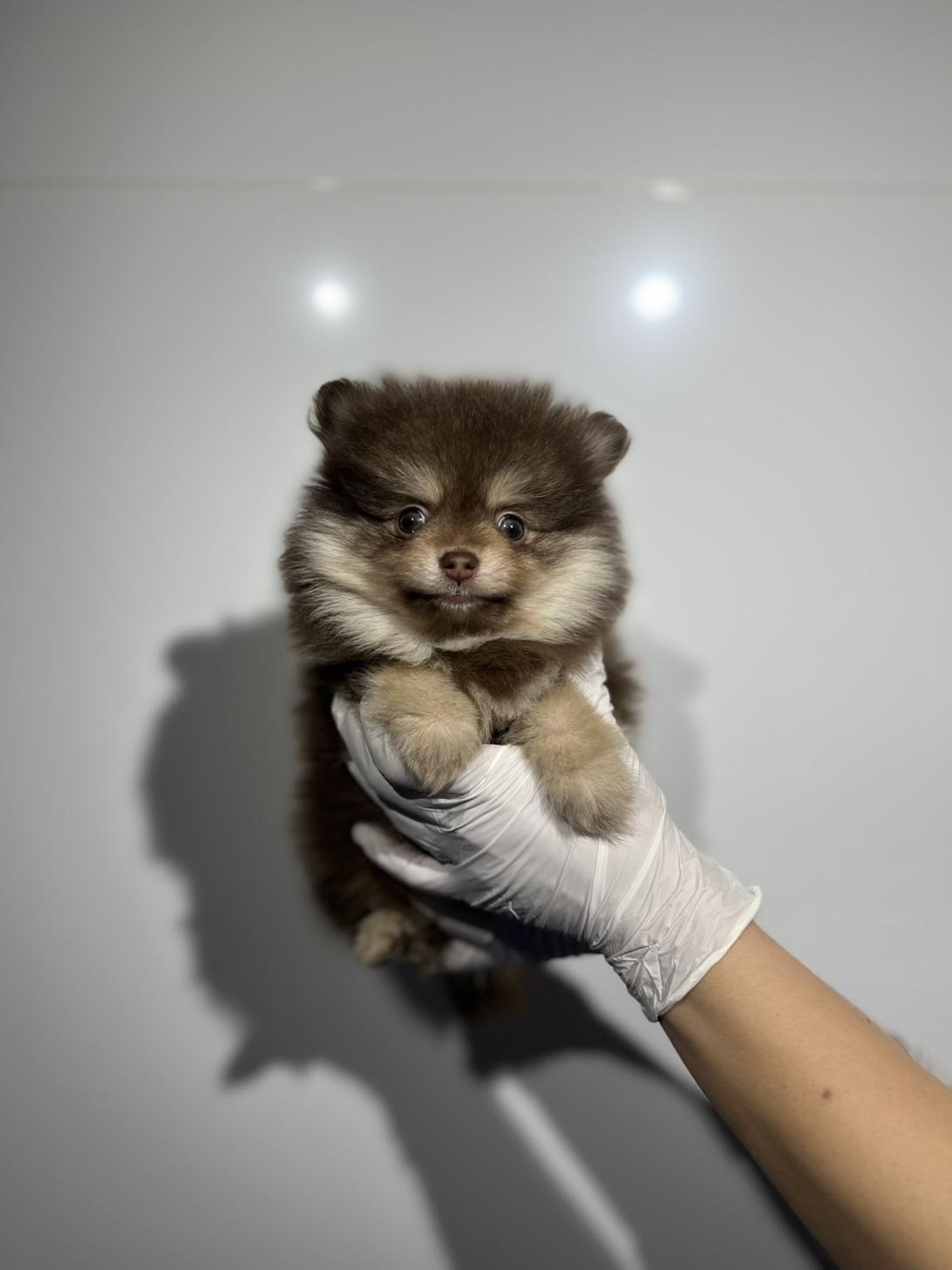 埼玉県のポメラニアン (ペッツスマイル南中野店/2025年11月2日生まれ/男の子/チョコレートタン)の子犬の2枚目の画像