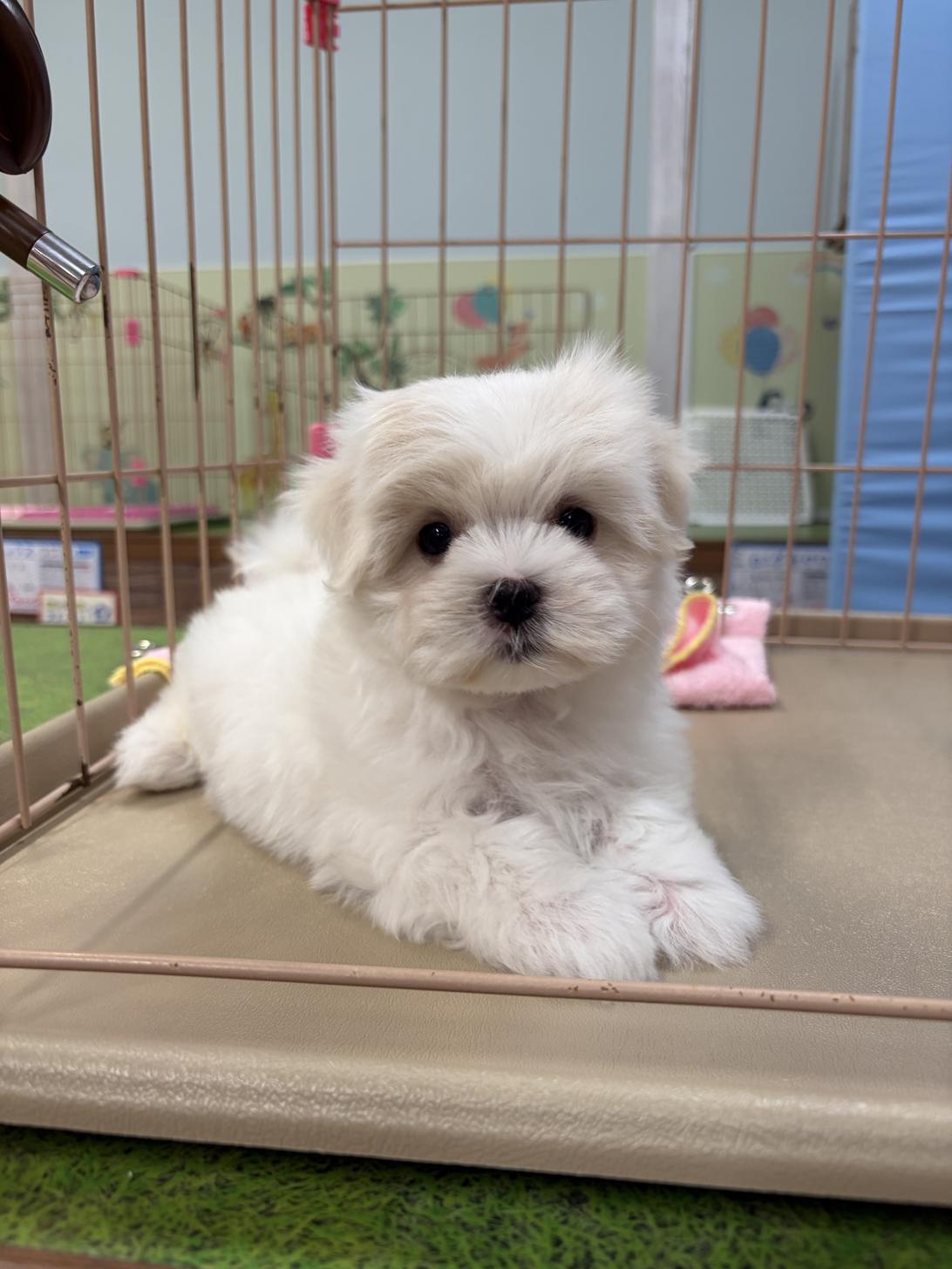 愛知県のマルチーズ (子いぬの足あと/2026年4月15日生まれ/男の子/ホワイト)の子犬