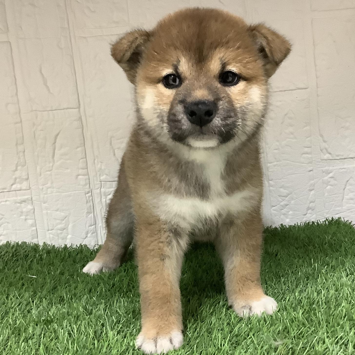 福岡県の柴犬(標準サイズ) (ドッグズホーム旗崎店/2026年5月7日生まれ/女の子/赤)の子犬