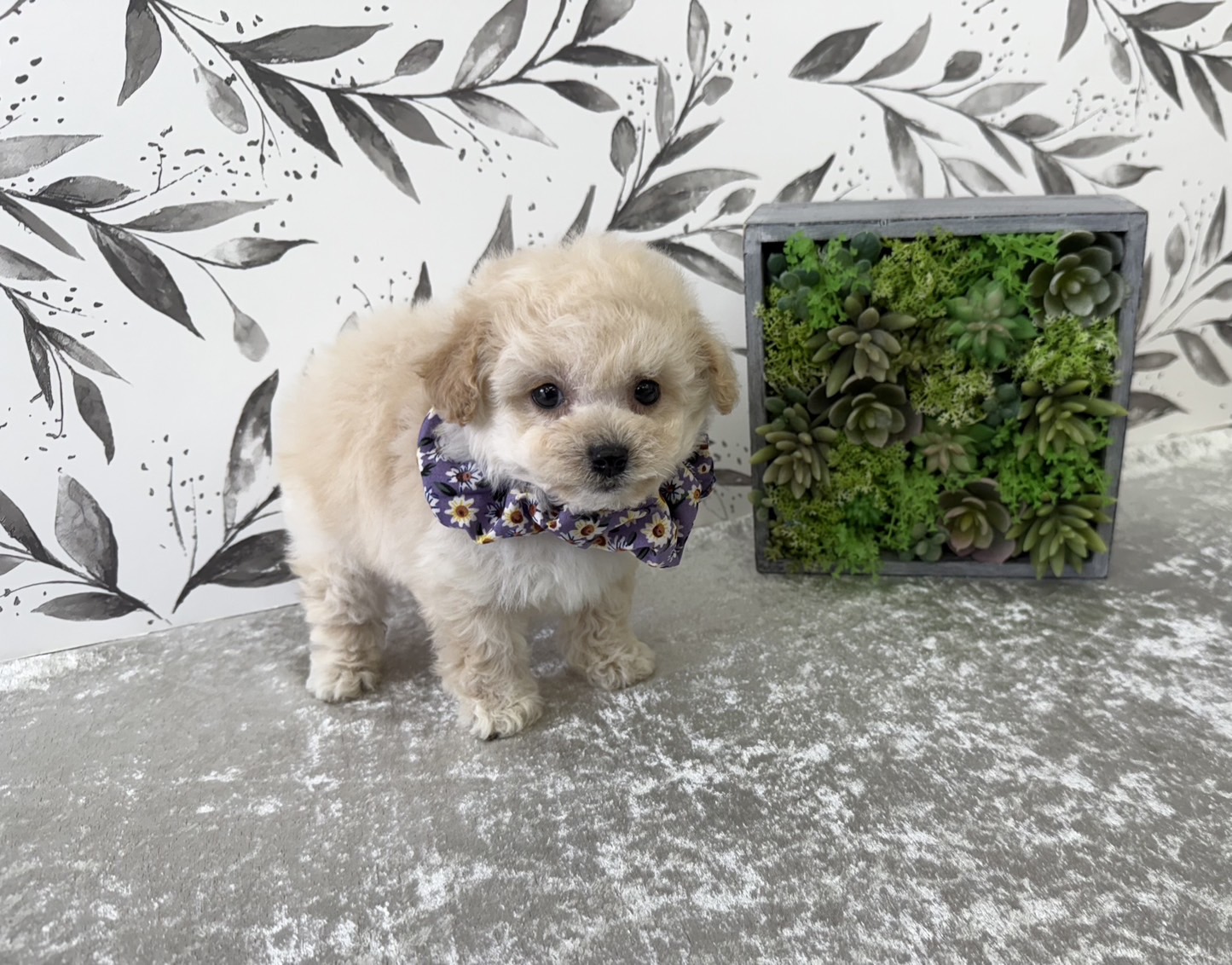 大阪府のビションプー(ビションフリーゼ×プードル) (ぱぴぷぺっと大阪店/2025年9月17日生まれ/男の子/クリーム)の子犬の1枚目の画像