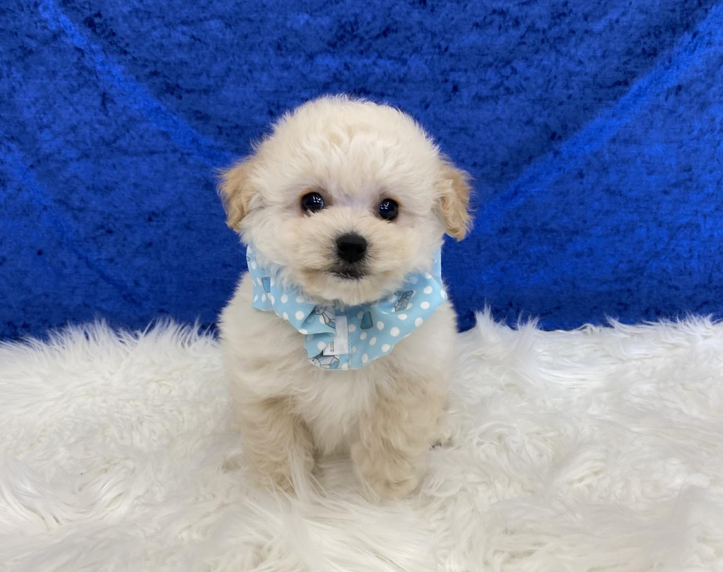 大阪府のビションプー(ビションフリーゼ×プードル) (ぱぴぷぺっと大阪店/2025年9月17日生まれ/男の子/クリーム)の子犬の1枚目の画像