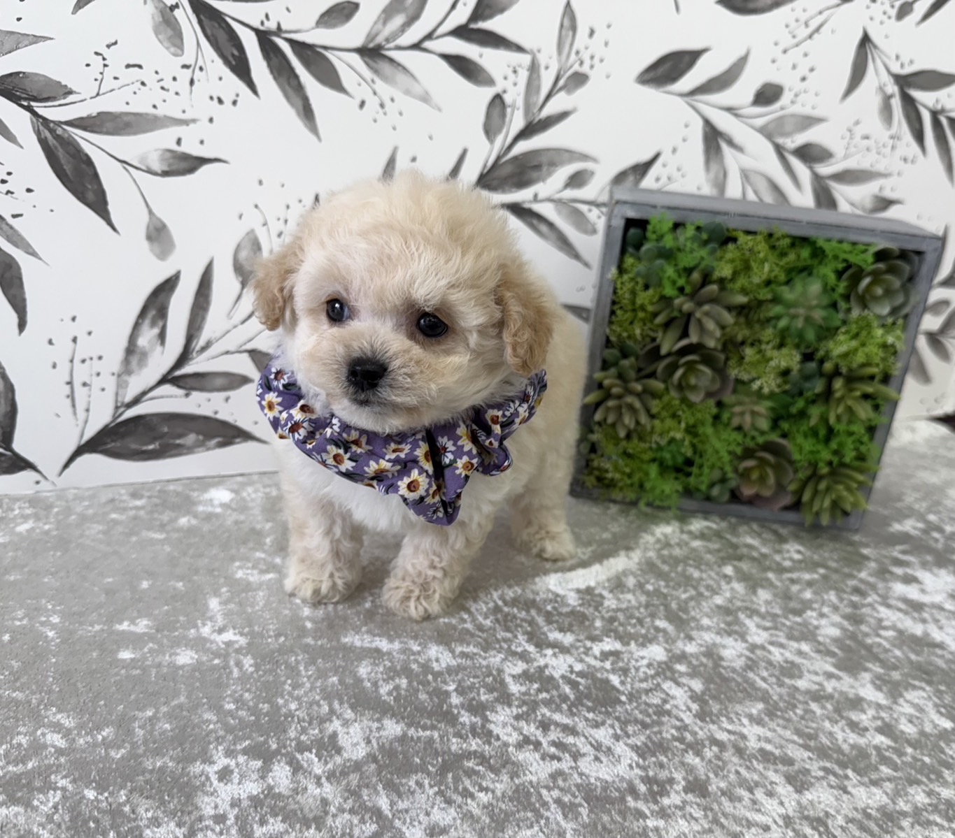 大阪府のビションプー(ビションフリーゼ×プードル) (ぱぴぷぺっと大阪店/2025年9月17日生まれ/男の子/クリーム)の子犬の2枚目の画像