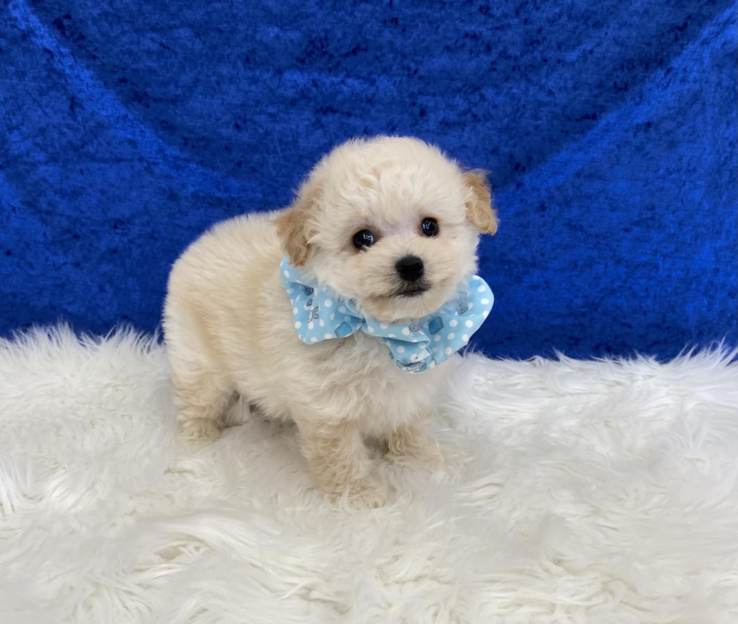 大阪府のビションプー(ビションフリーゼ×プードル) (ぱぴぷぺっと大阪店/2025年9月17日生まれ/男の子/クリーム)の子犬の2枚目の画像