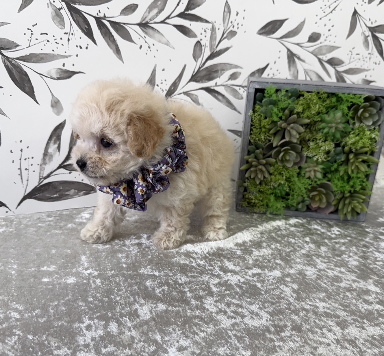 大阪府のビションプー(ビションフリーゼ×プードル) (ぱぴぷぺっと大阪店/2025年9月17日生まれ/男の子/クリーム)の子犬の3枚目の画像