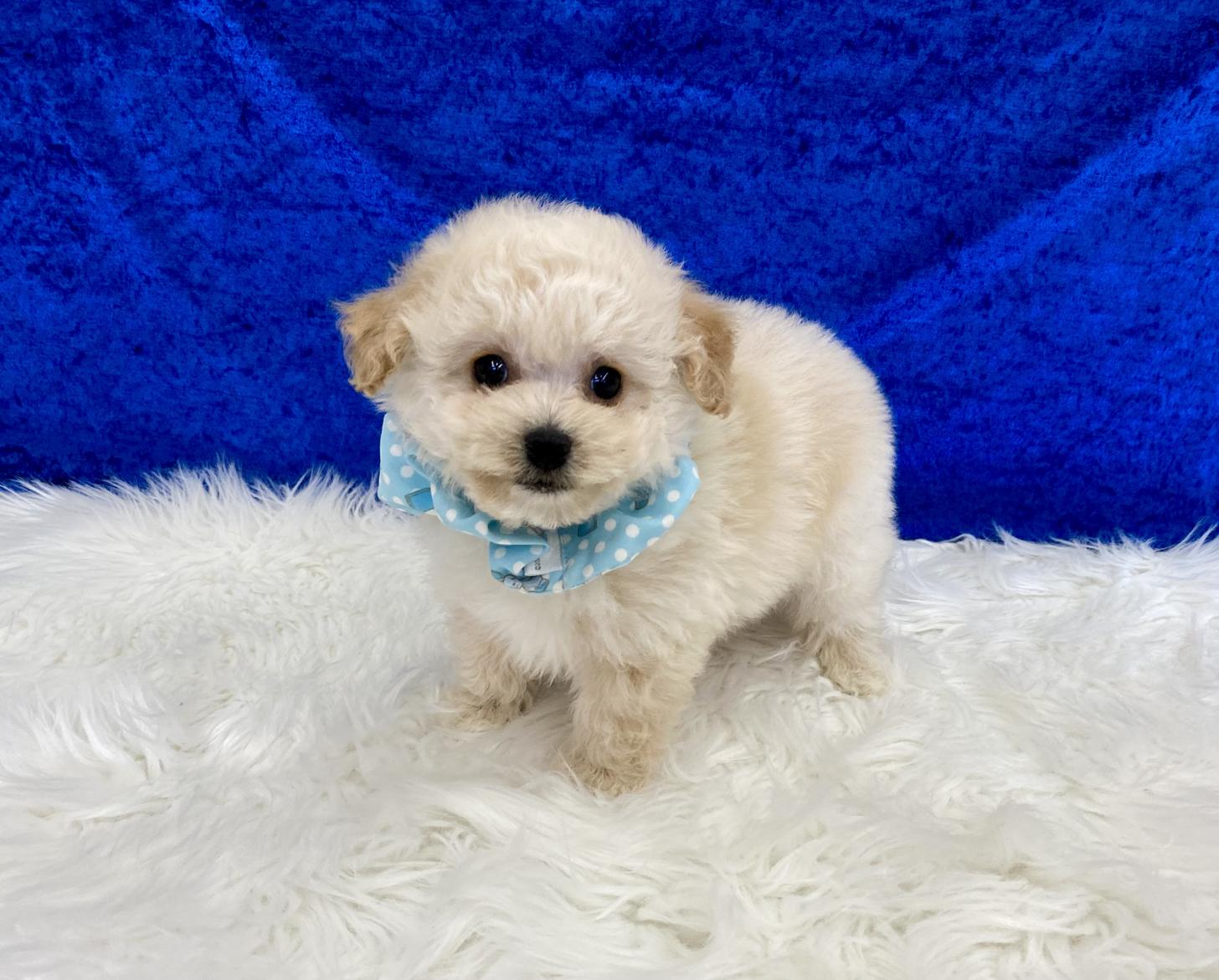 大阪府のビションプー(ビションフリーゼ×プードル) (ぱぴぷぺっと大阪店/2025年9月17日生まれ/男の子/クリーム)の子犬の3枚目の画像