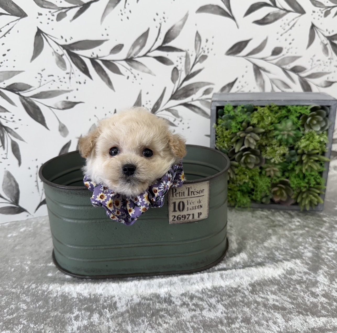 大阪府のビションプー(ビションフリーゼ×プードル) (ぱぴぷぺっと大阪店/2025年9月17日生まれ/男の子/クリーム)の子犬の4枚目の画像