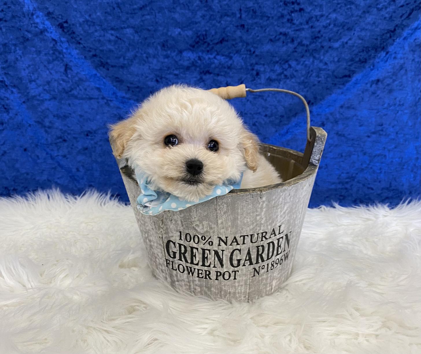 大阪府のビションプー(ビションフリーゼ×プードル) (ぱぴぷぺっと大阪店/2025年9月17日生まれ/男の子/クリーム)の子犬の4枚目の画像