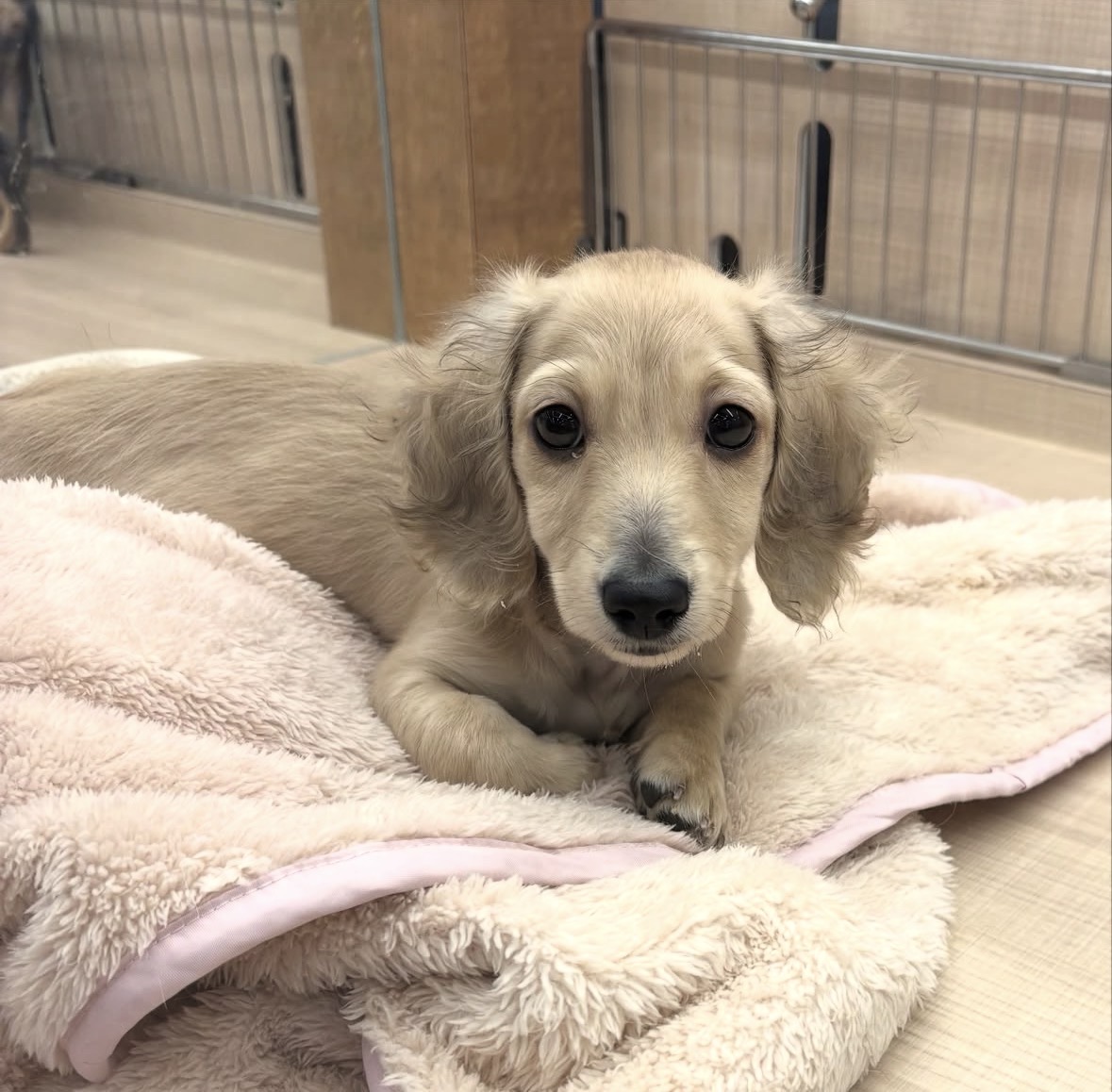 千葉県のミニチュアダックスフンド(ロング) (ペッツワン佐倉店/2025年10月16日生まれ/男の子/イエロー)の子犬の1枚目の画像