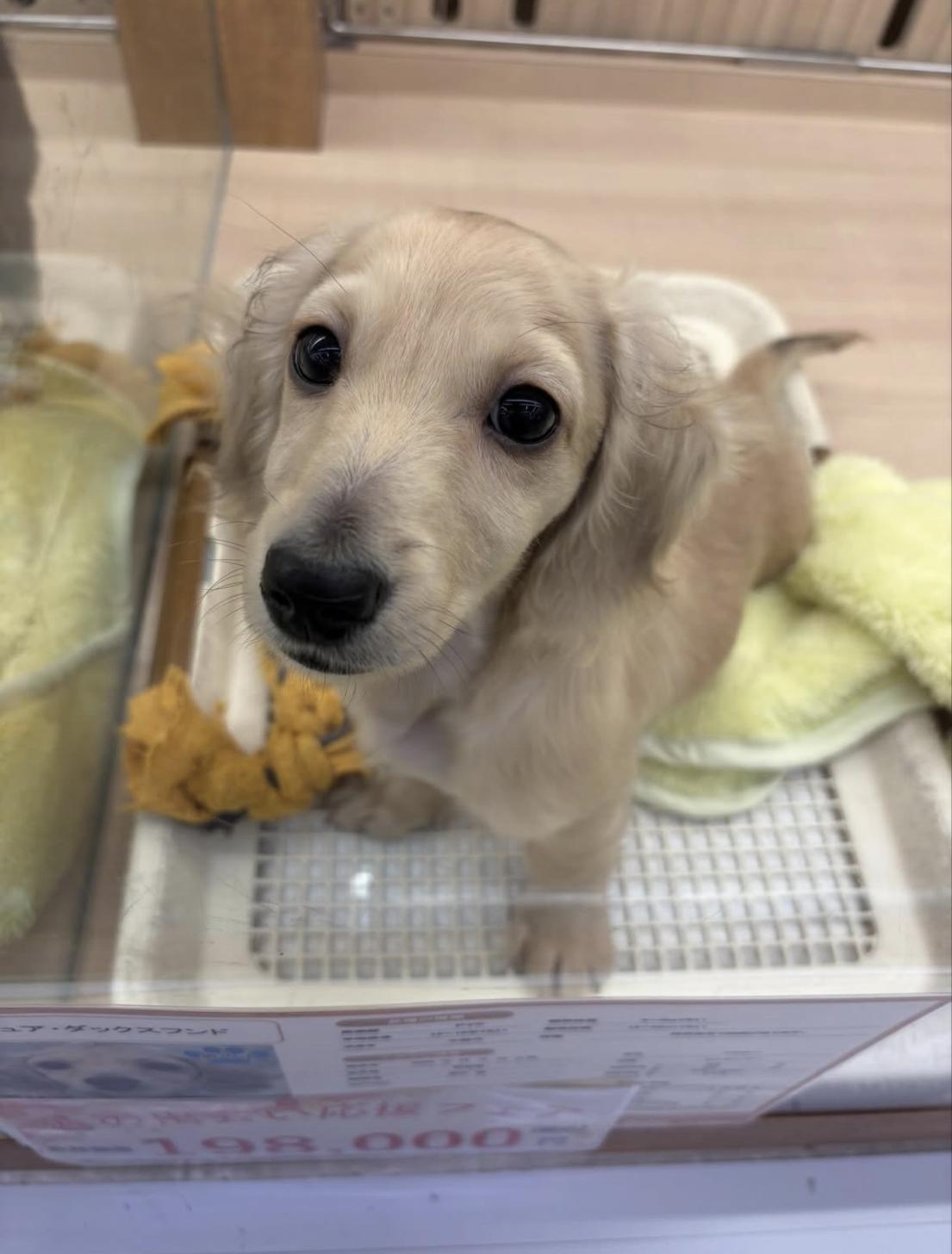 千葉県のミニチュアダックスフンド(ロング) (ペッツワン佐倉店/2025年10月16日生まれ/男の子/イエロー)の子犬の2枚目の画像