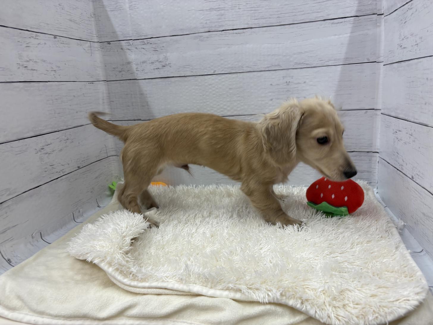 千葉県のミニチュアダックスフンド(ロング) (ペッツワン佐倉店/2025年10月16日生まれ/男の子/イエロー)の子犬の3枚目の画像