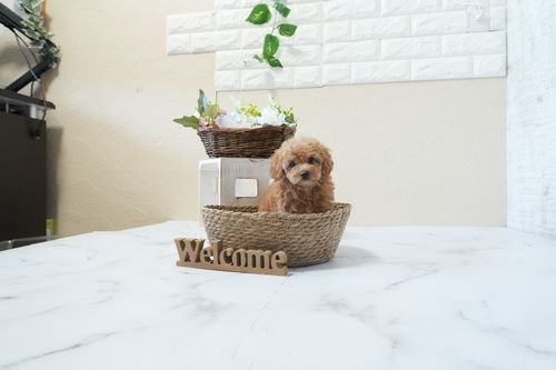 滋賀県のトイプードル(タイニー) (いっぷく湖南店/2026年2月24日生まれ/女の子/オレンジフォーン)の子犬の1枚目の画像