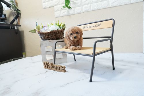 滋賀県のトイプードル(タイニー) (いっぷく湖南店/2026年2月24日生まれ/女の子/オレンジフォーン)の子犬の2枚目の画像