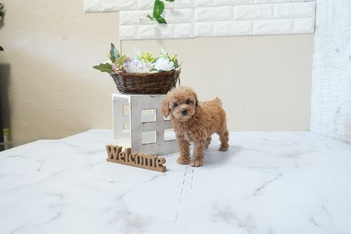 滋賀県のトイプードル(タイニー) (いっぷく湖南店/2026年2月24日生まれ/女の子/オレンジフォーン)の子犬の3枚目の画像